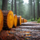 Seasoned Forestry Worker Killed in Logging Accident 5