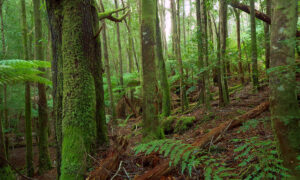Central Coast Council Votes for Logging End in Dial Range 1