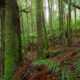Central Coast Council Votes for Logging End in Dial Range 2