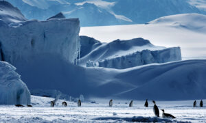 Global Leaders Unite to Protect Ross Sea 6