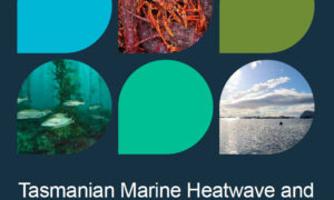 Salmon Industry Absent From Skate Heatwave Risk Plan 16