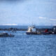 Smoking Gun - RTI Documents Expose Salmon Cover-Up 23