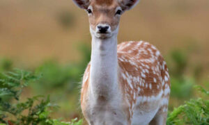 Deer Debate Rages as Population Skyrockets 4