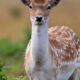 Deer Debate Rages as Population Skyrockets 5