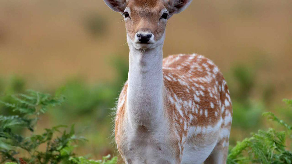Deer Debate Rages as Population Skyrockets 15