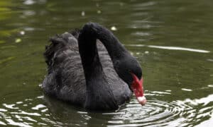 Black Swans Face Cull Despite Public Outrage 7