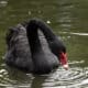 Black Swans Face Cull Despite Public Outrage 8