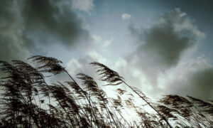 Urgent Wind Warning - SES Prepares for Damaging Gusts 2