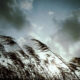 Urgent Wind Warning - SES Prepares for Damaging Gusts 3