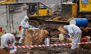 Logging in Ancient Forest Declared Climate Crime Scene 6