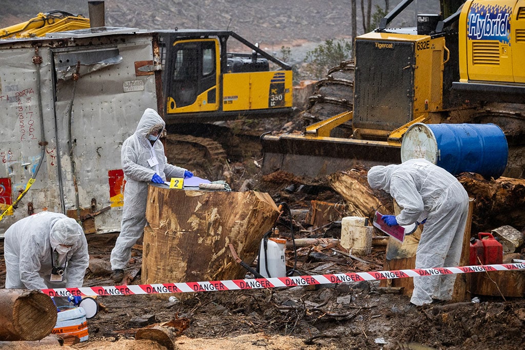 Logging in Ancient Forest Declared Climate Crime Scene 3