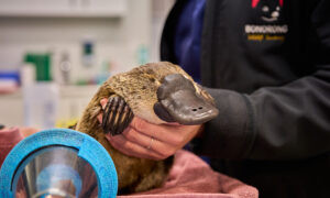 Habitat Loss Spurs Bonorong's $3M Expansion for Wildlife 1