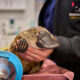 Habitat Loss Spurs Bonorong's $3M Expansion for Wildlife 2