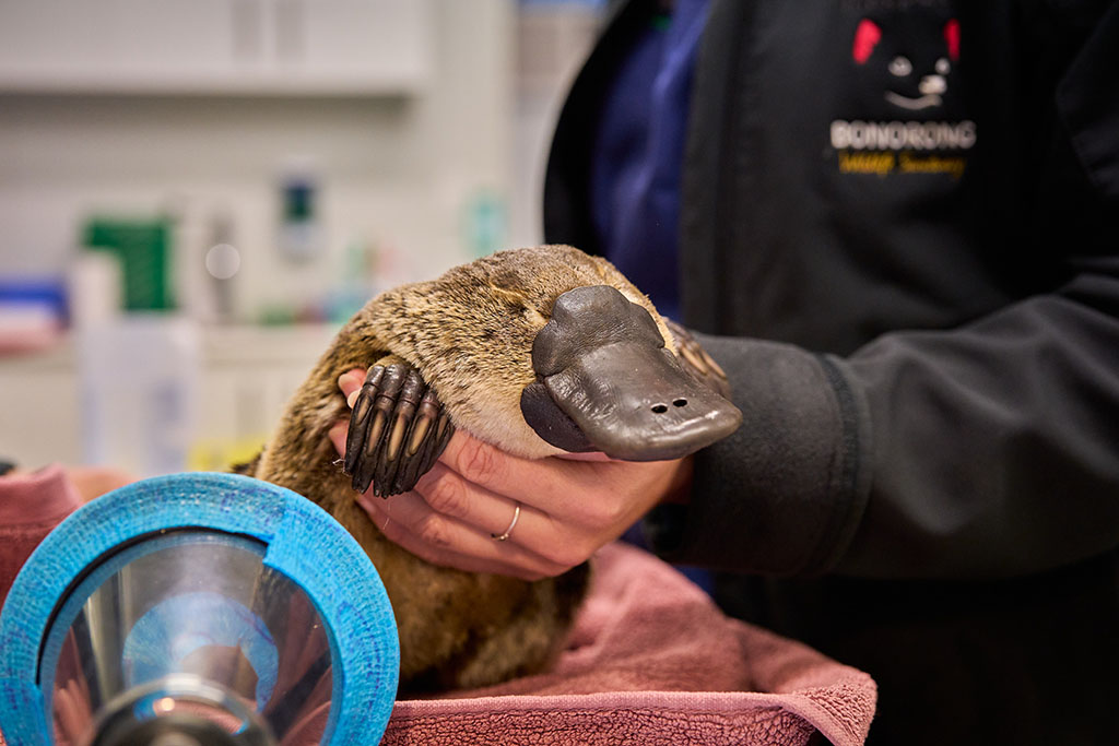 Habitat Loss Spurs Bonorong's $3M Expansion for Wildlife 3