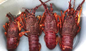 Crayfish Closure Follows Salmon Antibiotic Deployment 54