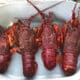 Crayfish Closure Follows Salmon Antibiotic Deployment 55