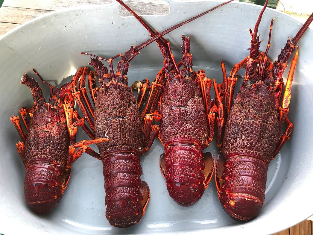 Crayfish Closure Follows Salmon Antibiotic Deployment 1