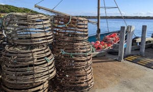 Salmon Industry Antibiotics Risk Rock Lobster Exports 52