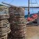 Salmon Industry Antibiotics Risk Rock Lobster Exports 53