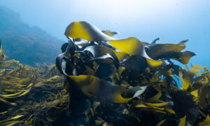Reviving Giants - Restoring Our Lost Underwater Forests 6