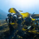 Reviving Giants - Restoring Our Lost Underwater Forests 7
