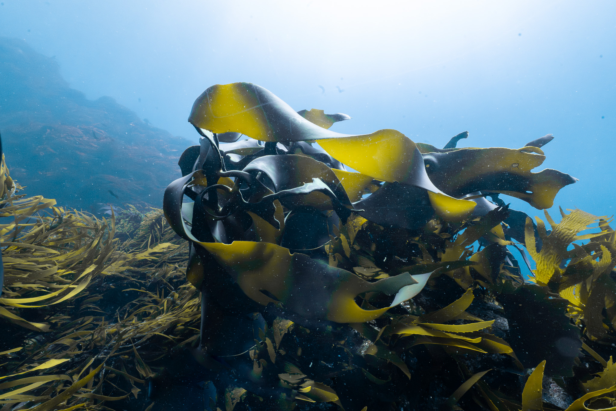 Reviving Giants - Restoring Our Lost Underwater Forests 1