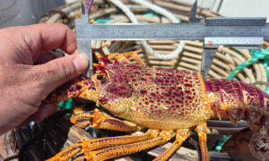 Marine Police Catch Rock Lobster Offenders 7