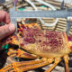 Marine Police Catch Rock Lobster Offenders 8