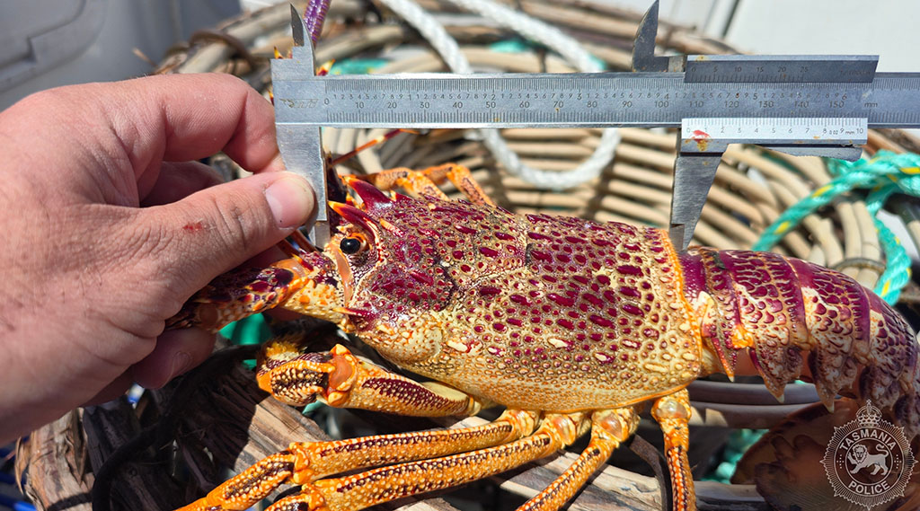 Marine Police Catch Rock Lobster Offenders 3