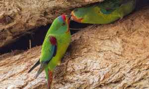 Environment Bill Leaves Native Forests Unprotected 15