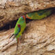 Environment Bill Leaves Native Forests Unprotected 16