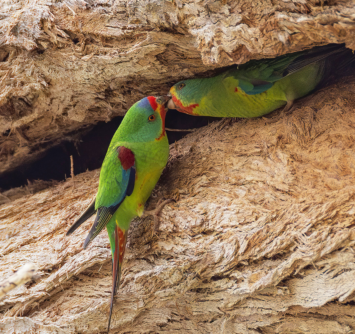 ABC expose the tip of the iceberg for Swift Parrot habitat destruction 1