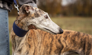 Ombudsman Orders Release Of Greyhound Euthanasia Videos 20