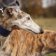 Ombudsman Orders Release Of Greyhound Euthanasia Videos 21