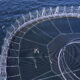 Trapped Seals Raise Tassal Antibiotic Contamination Fears 22
