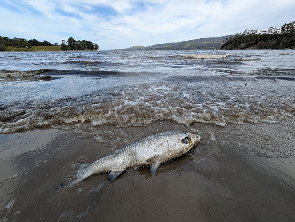 Antibiotic Saturation and Deformities Expose Salmon Industry Crisis 4 Antibiotic Saturation and Deformities Expose Salmon Industry Crisis 4