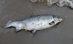 Antibiotic Saturation and Deformities Expose Salmon Industry Crisis 5