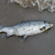 Antibiotic Saturation and Deformities Expose Salmon Industry Crisis 6