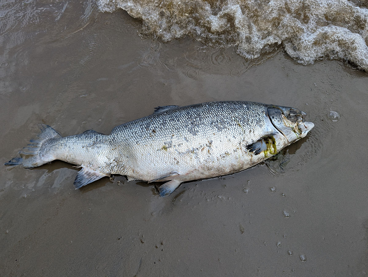 Antibiotic Saturation and Deformities Expose Salmon Industry Crisis 1
