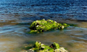 The Green Warning At Drip Beach on Cygnet Coast Road 10