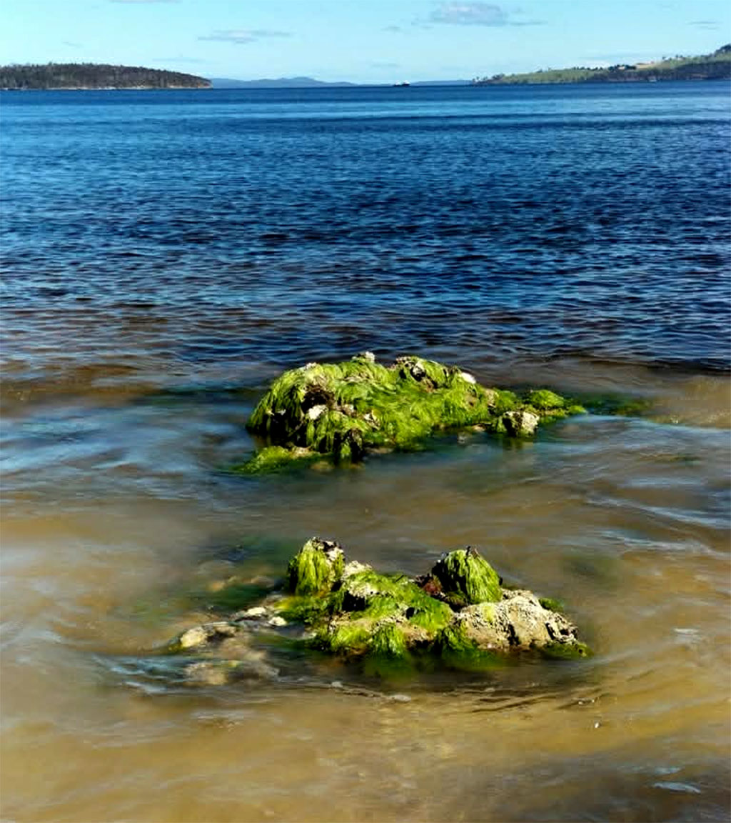 The Green Warning At Drip Beach on Cygnet Coast Road 1