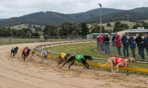 Greyhound Racing Ban Legislation Delay 6