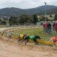 Greyhound Racing Ban Legislation Delay 7