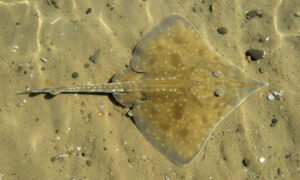 Captive Breeding Offers Hope for Endangered Maugean Skate 4