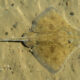 Captive Breeding Offers Hope for Endangered Maugean Skate 5