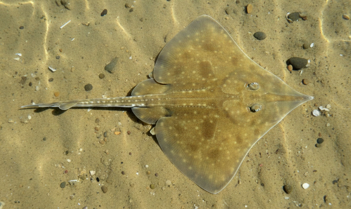 Captive Breeding Offers Hope for Endangered Maugean Skate 9