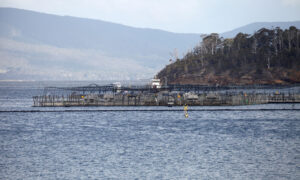 Regulators Evade Questions Over Salmon Farm Antibiotics 5