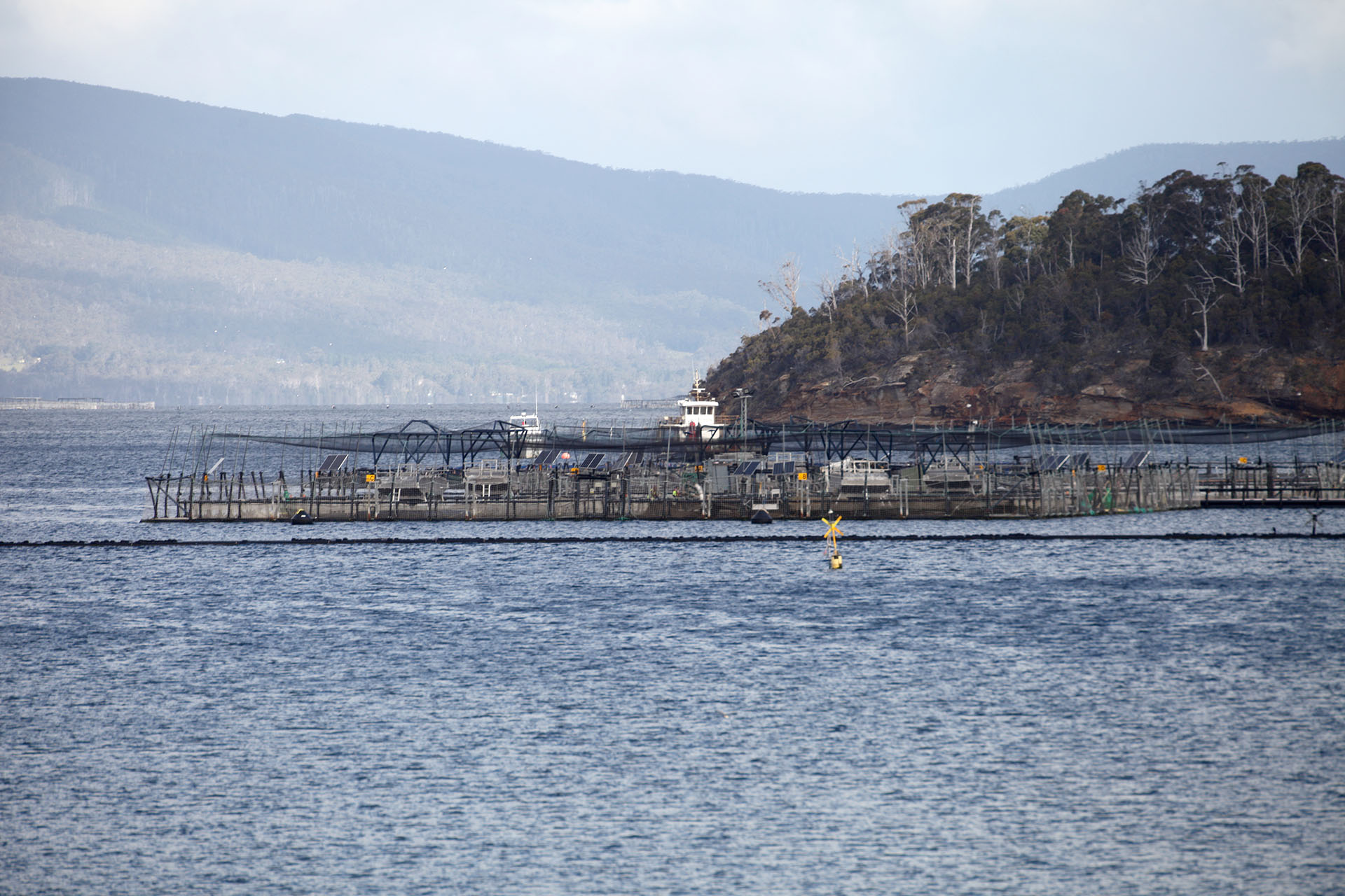 Regulators Evade Questions Over Salmon Farm Antibiotics 5