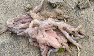 Rotting Salmon Waste Fouls Verona Sands Beach 6