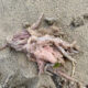 Rotting Salmon Waste Fouls Verona Sands Beach 7